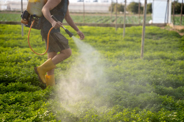 Best Local Pest Control Services  in Rayne, LA