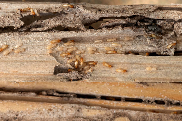 Wildlife Control Services in Rayne, LA